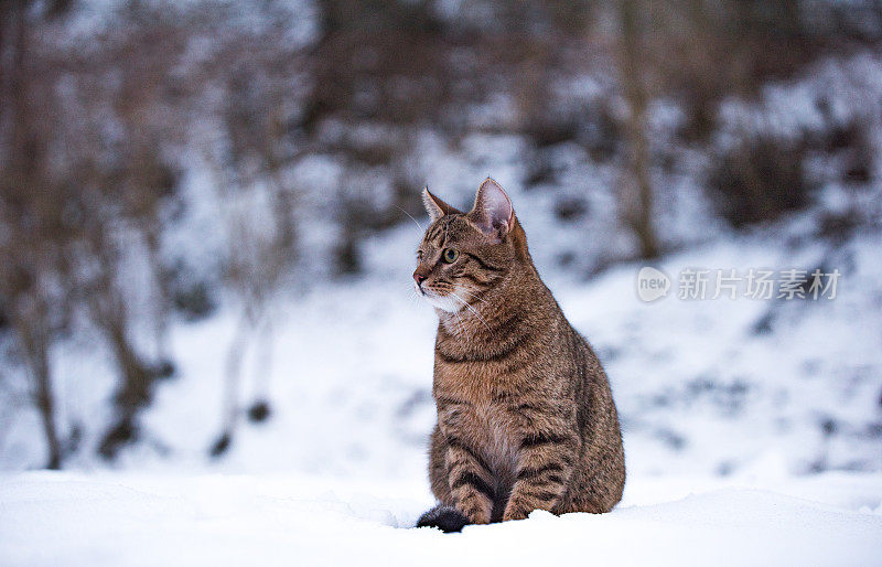 大自然中下雪天的小条纹猫。