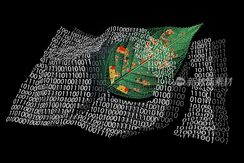 通过植物叶片和叶脉描绘全球变暖和环境