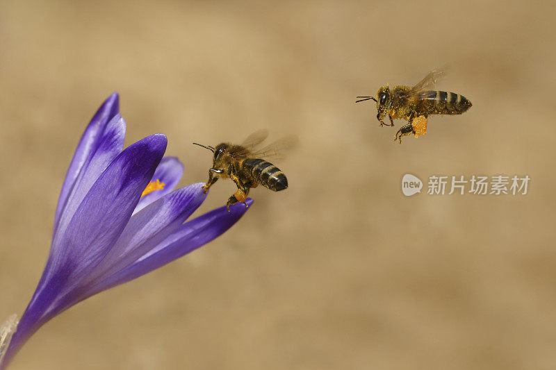 蜜蜂和番红花