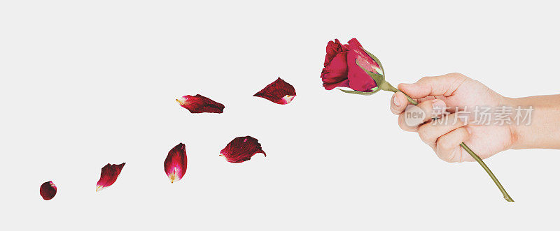 手里捧着褪了色的吹着单色的玫瑰花，复古的色调