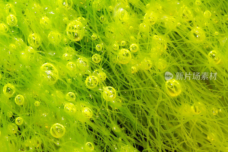 泡沫海藻