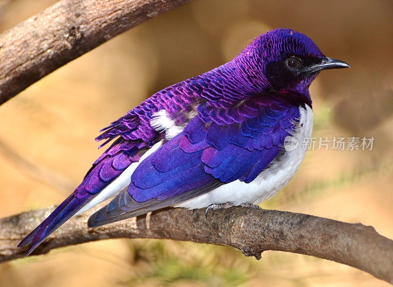 紫背椋鸟-紫水晶椋鸟