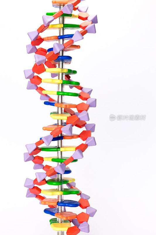 人造人类DNA模型