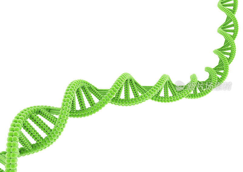 绿色的DNA。