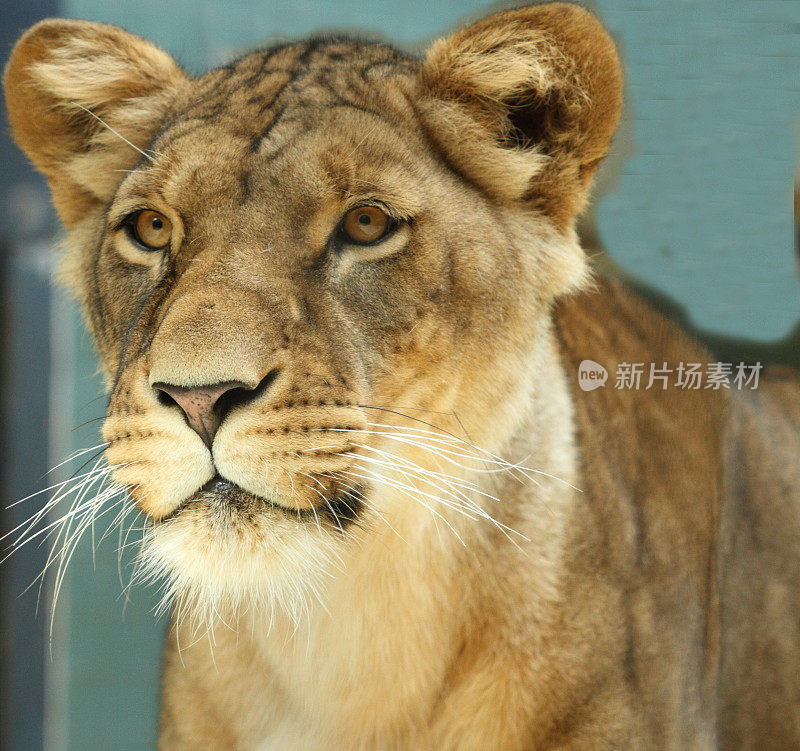 母狮特写镜头