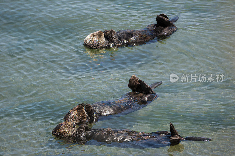 一群野生海獭在平静的海水中休息