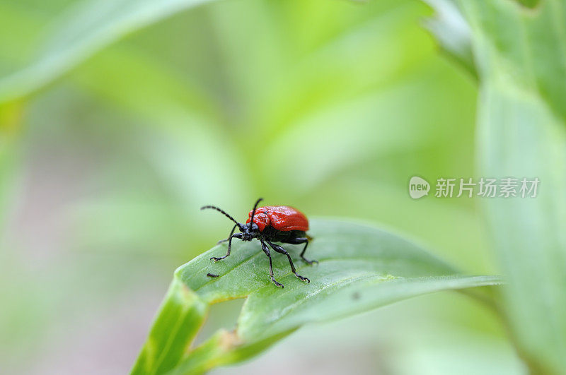 百合叶甲虫和摄食损害