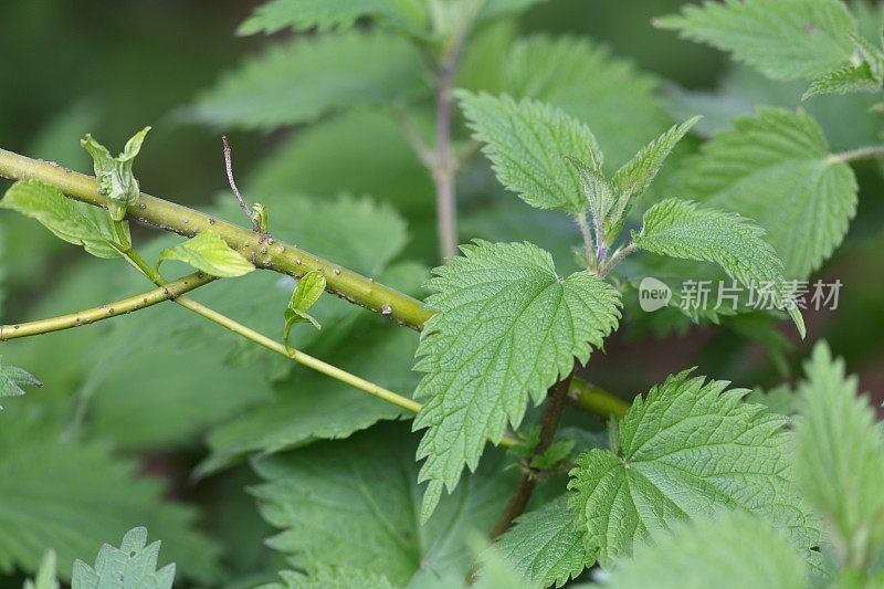 小荨麻