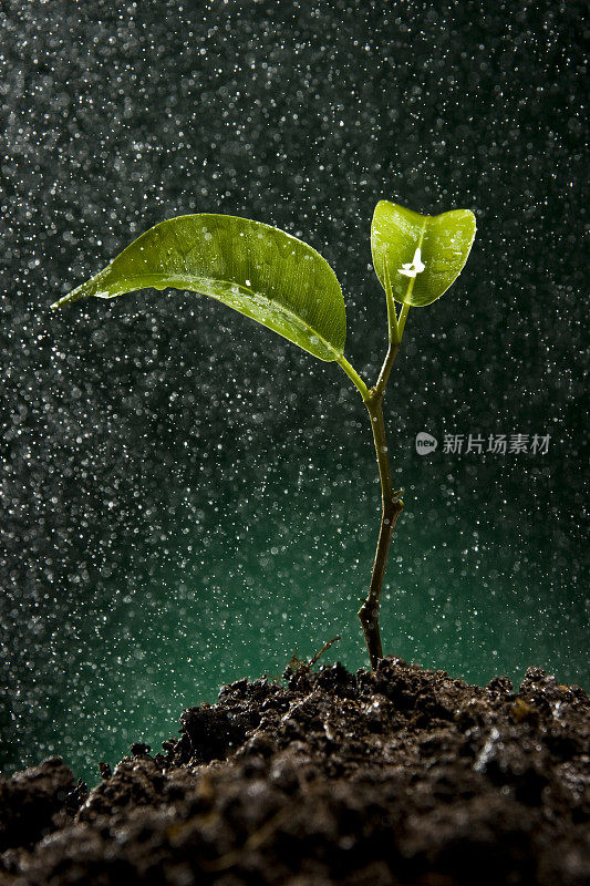 雨水从土壤中发芽