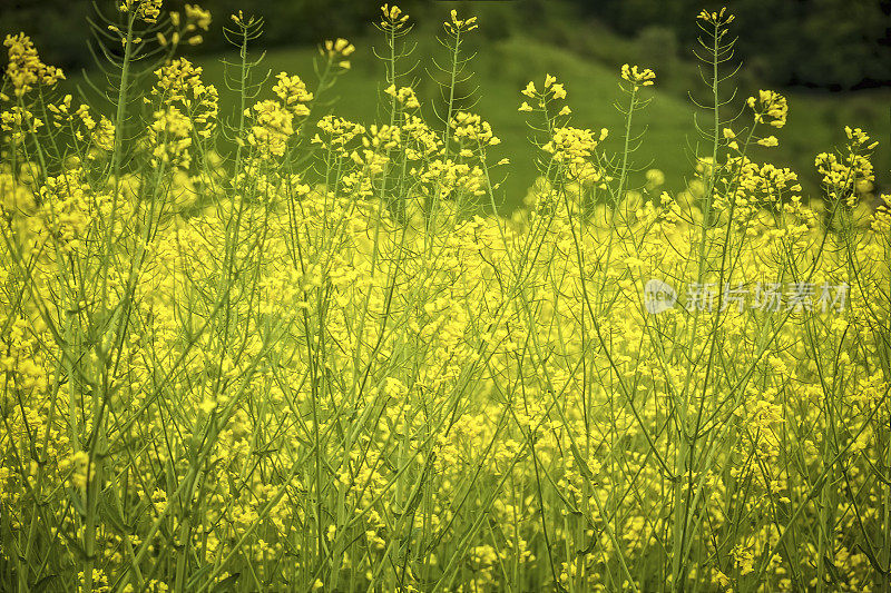 油菜花领域