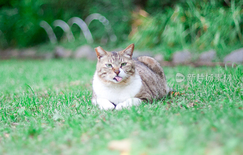 猫正在草坪上休息