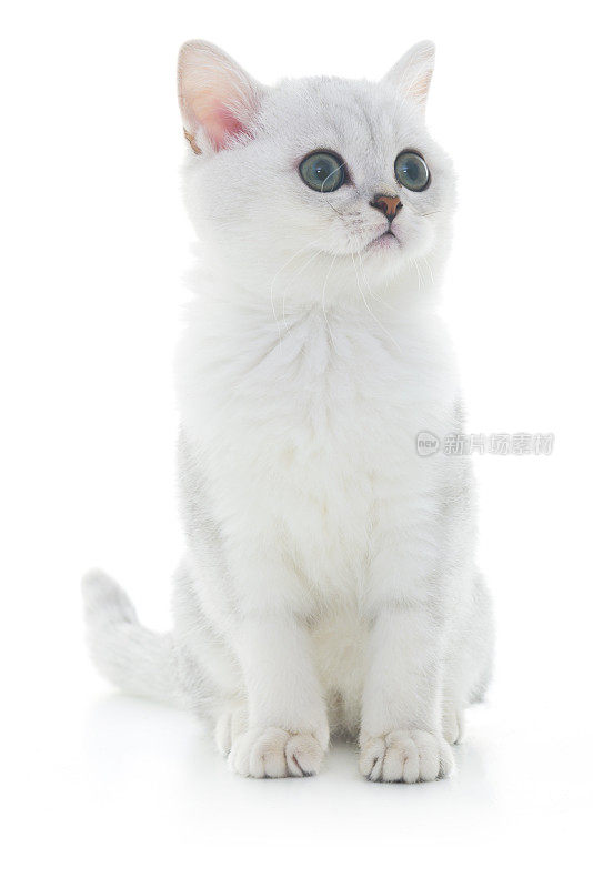 英国白短毛小猫