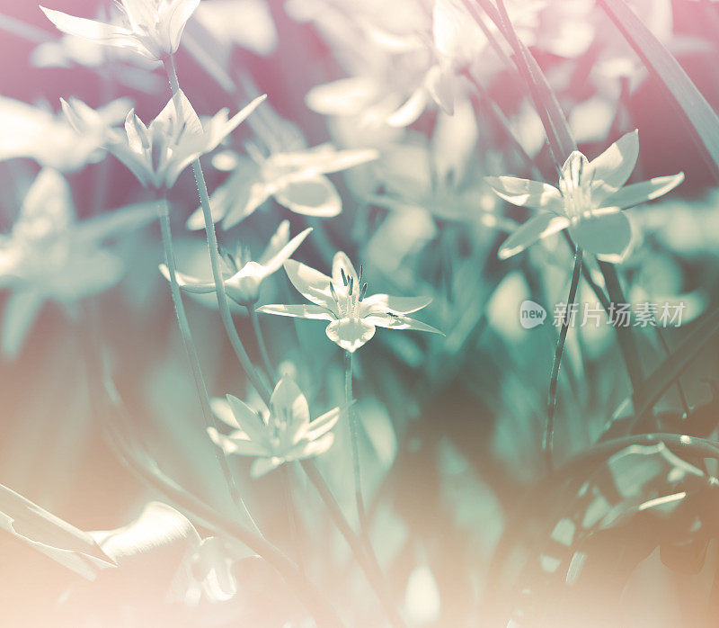 美丽的春天的花朵