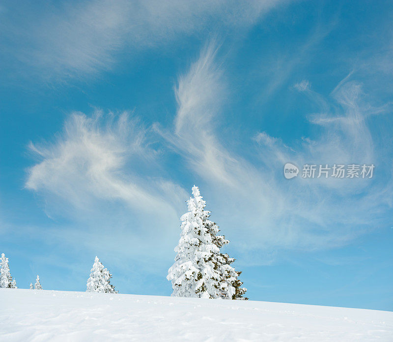 白雪覆盖的冬树