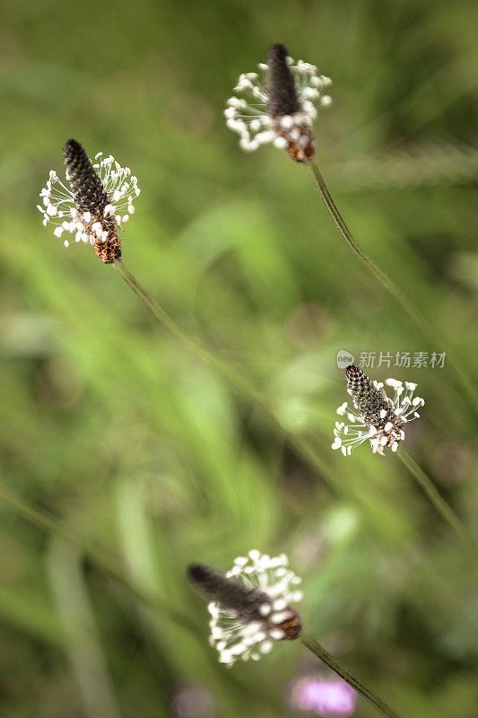 车前草从上面的花