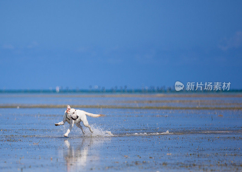 海滩上的黄色拉布拉多