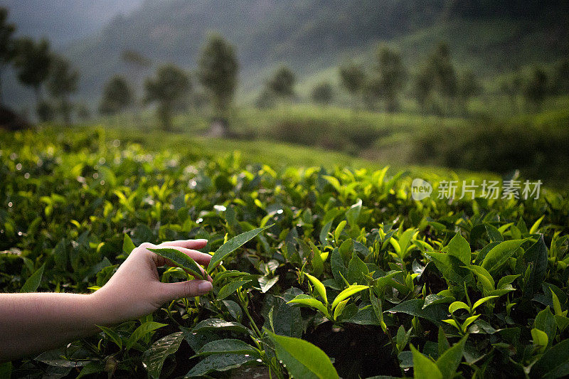 在茶树上手工采摘茶叶