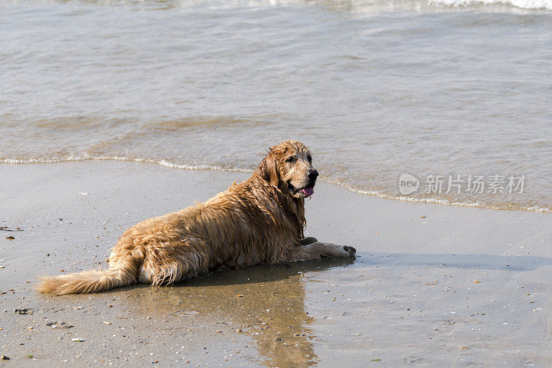 在海滩上休息的金毛猎犬