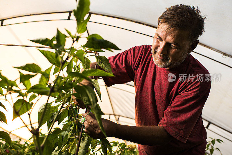 微笑着成熟的农民在聚乙烯隧道里捆扎着植物。