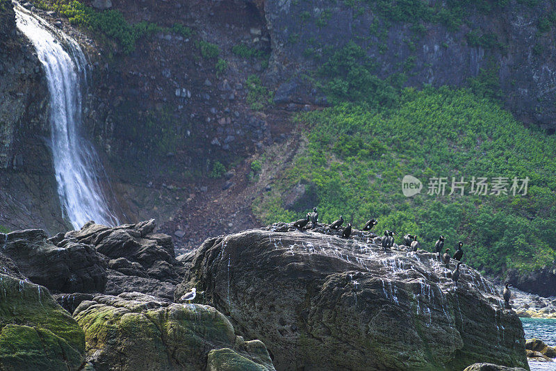 日本北海道知床半岛海岸的鸬鹚和瀑布