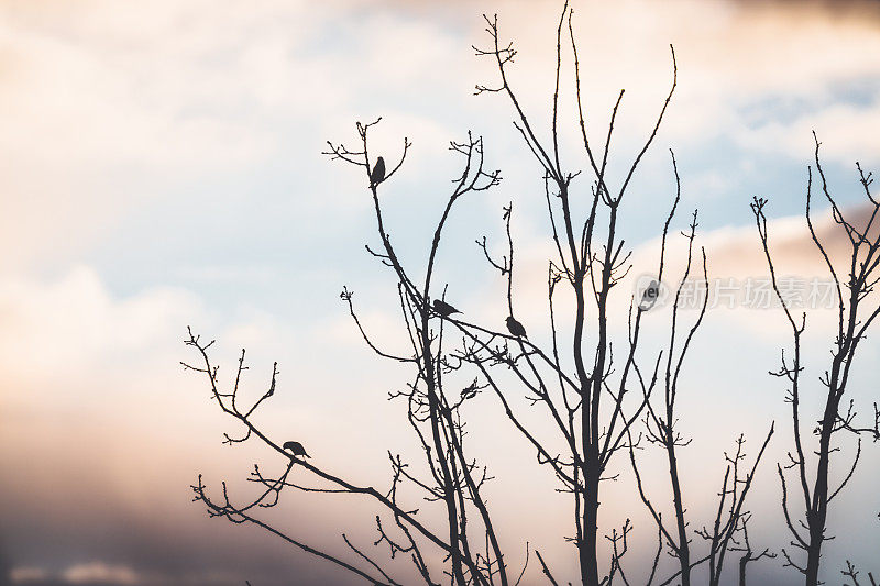 冬天的小鸟坐在树上