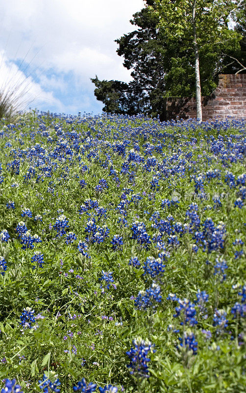 生长在德克萨斯州山坡上的蓝矢车菊-垂直图像