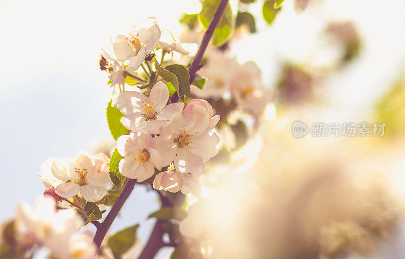 苹果树花