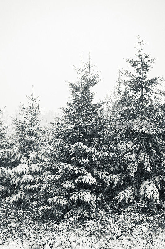 冬天道格拉斯冷杉树上的雪
