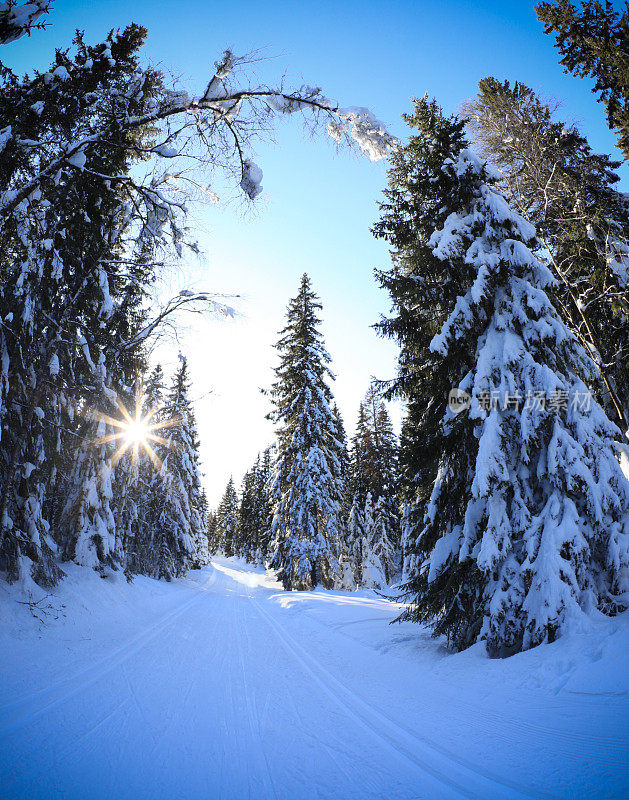 挪威奥斯陆冬季的蓝色森林