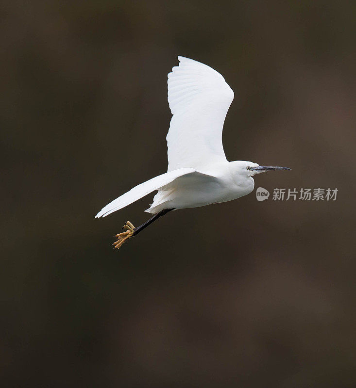 小白鹭