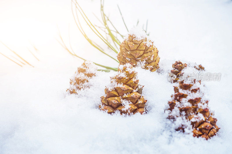 雪中的松果