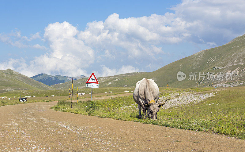 奶牛在路边吃草，坎波Imperatore，意大利阿布鲁齐