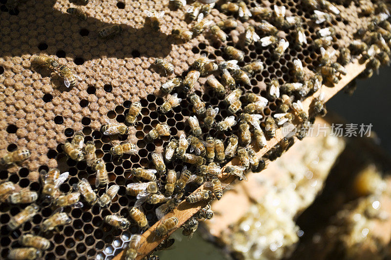 养蜂人在维护他的蜂箱。