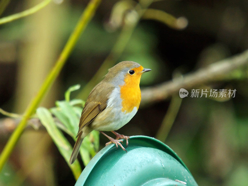 罗宾(红心rubecula)