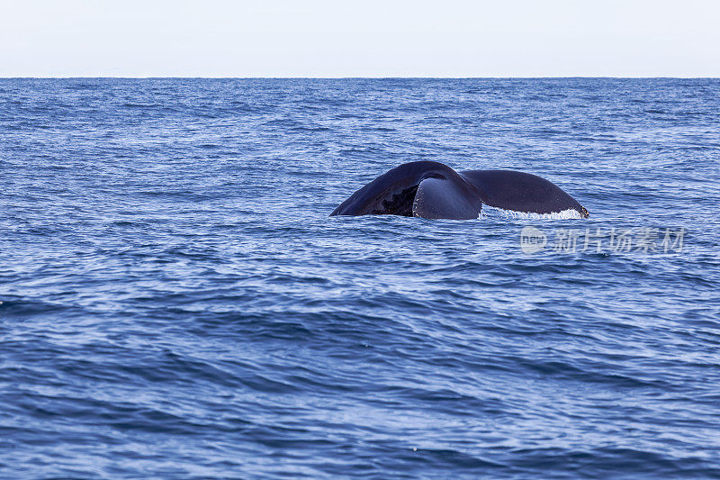 座头鲸在胡沙维克峡湾潜水