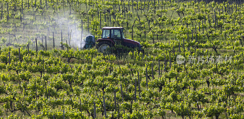 拖拉机在葡萄园喷洒杀虫剂