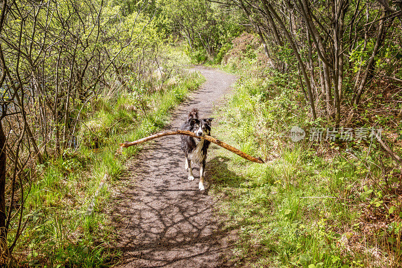 博德牧羊犬在林间小路上，叼着大树枝