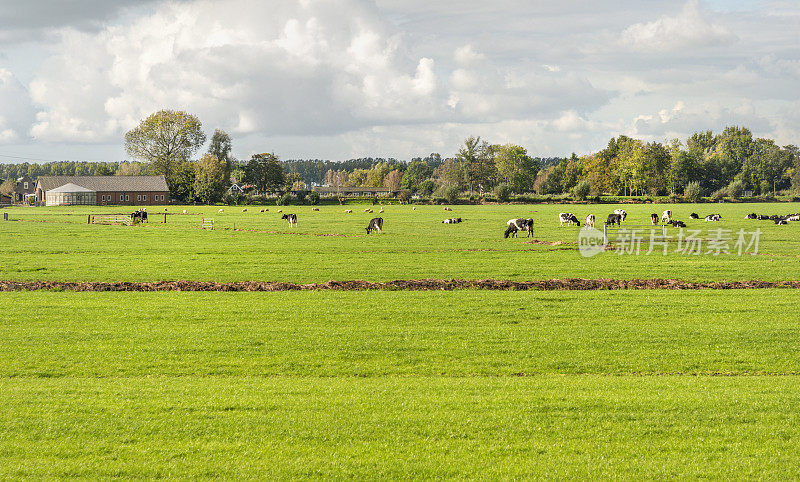 牛群在新鲜的绿色田野里吃草