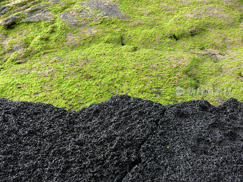 在海边-熔岩和绿色的海苔-夏威夷