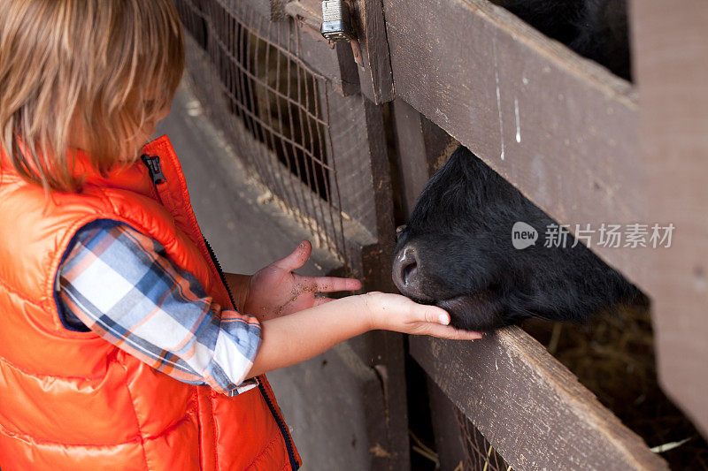 小男孩在喂养农场的动物