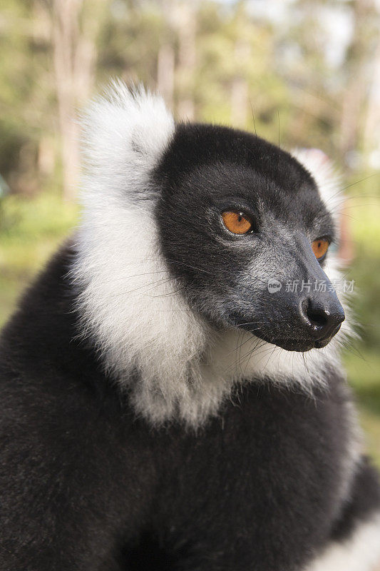 黑白条纹狐猴肖像马达加斯加复制空间
