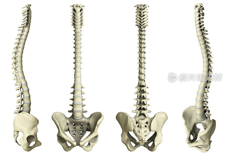 人类spine-4视图
