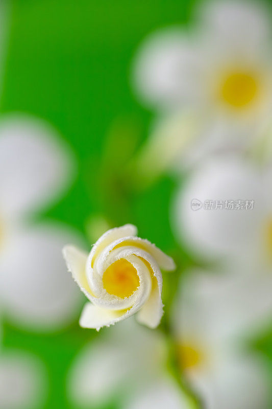 展开螺旋背景的一个新鲜的白色和黄色的花鸡蛋花树。