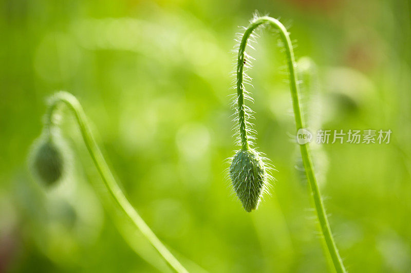 近处的罂粟花蕾