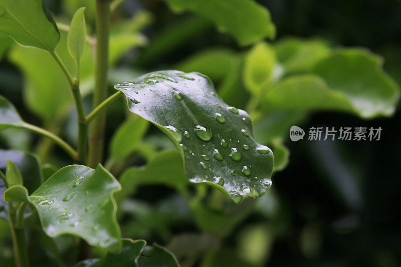 绿叶带着雨滴