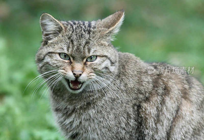 称欧洲野猫