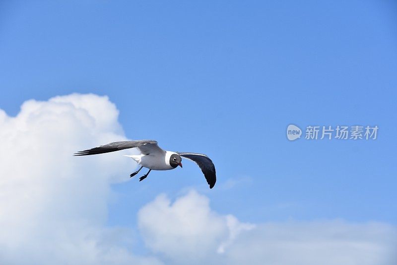 鸟从海上飞过