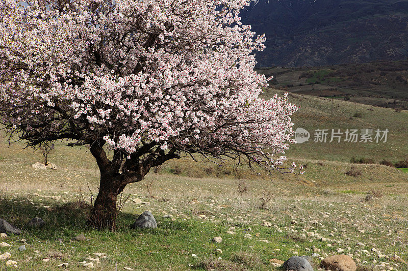 春天的杏树