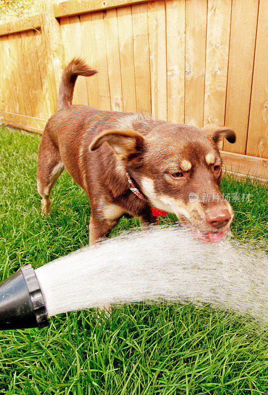 口渴的狗从水管里喝凉水
