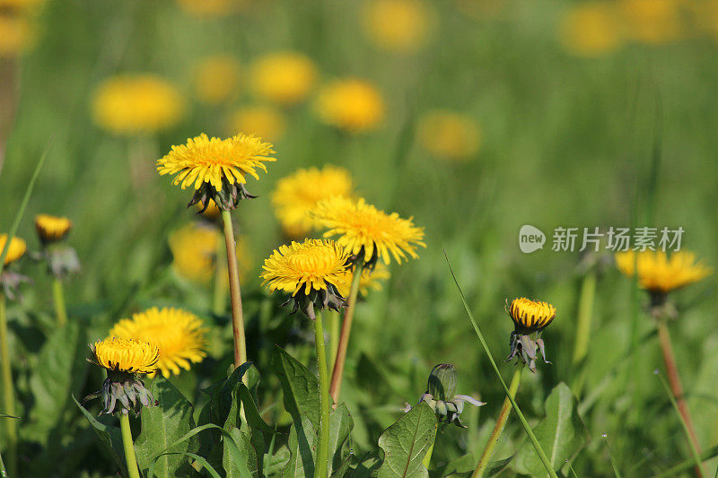黄色的蒲公英花在春天，杂草丛生的花园